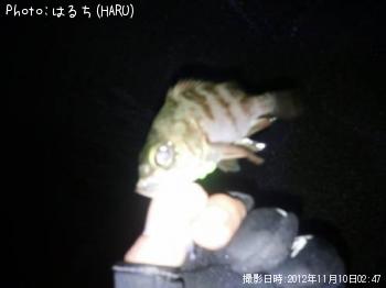 メバル