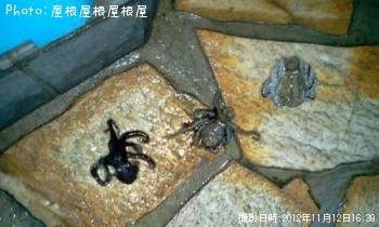 イイダコ　マダコ