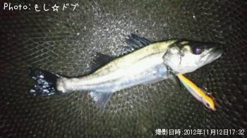 フッコ
