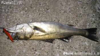 しーばす
