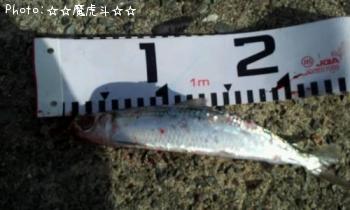 ウルメイワシ