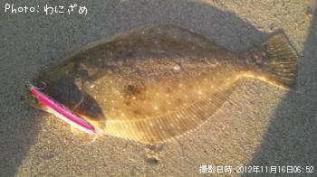 ヒラメ
