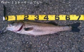 シーバス