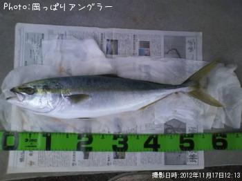 イナダ