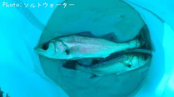 セイゴ