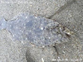ヒラメ