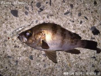 メバル