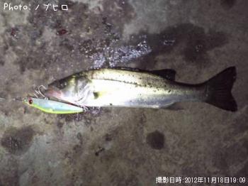 シーバス