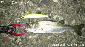 セイゴ