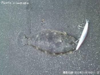 ヒラメ