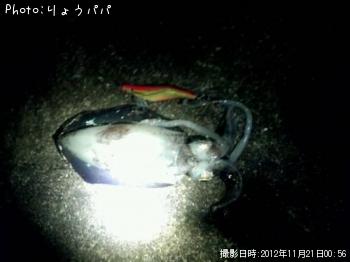 アオリイカ