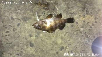 メバル