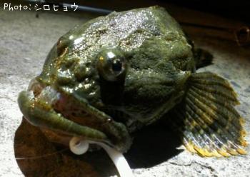 ボッケ