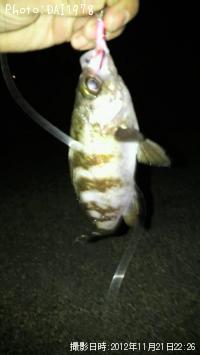 メバル