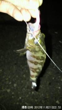 メバル