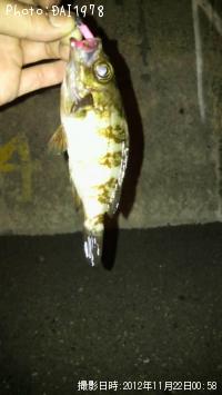 メバル