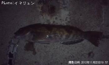ʥ
