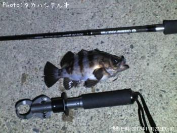 メバル