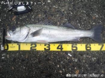 シーバス