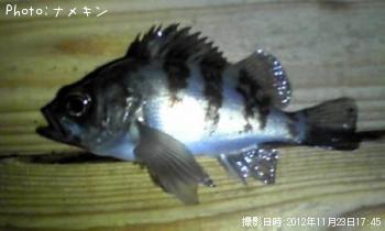 Ф
