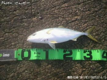 青子