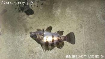 メバル