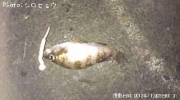 メバル