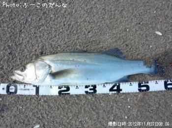 シーバス