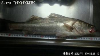 シーバス