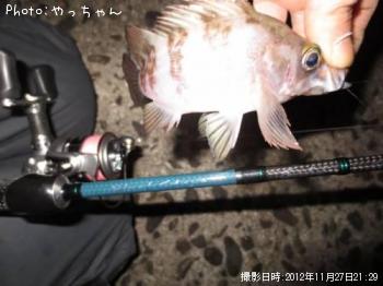 メバル