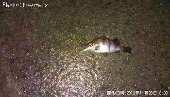 メバル