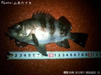 メバル