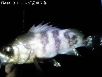 メバル