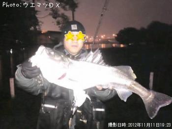シーバス