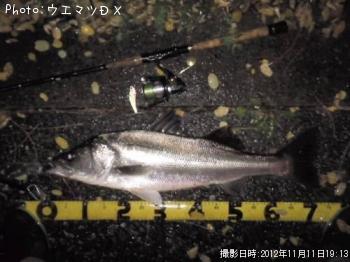 シーバス