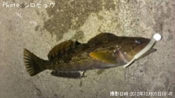 アイナメ　