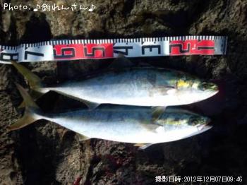 鰤の子