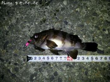 メバル