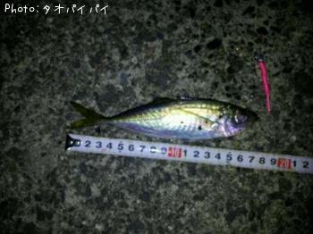 アジ