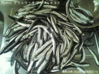 イワシ