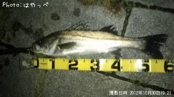 シーバス