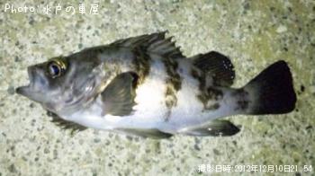 メバル