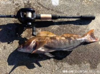 アイナメ