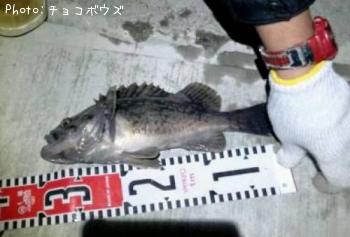 ソイ