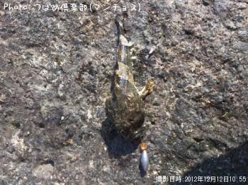 ケムカジカ！？