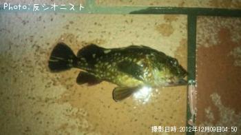 カサゴ