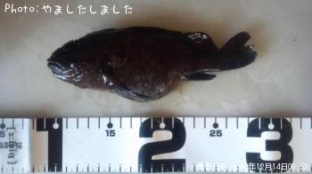 クロソイ