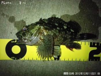 カサゴ