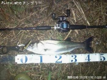 シーバス