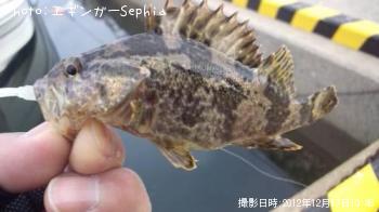 タケノコメバル
